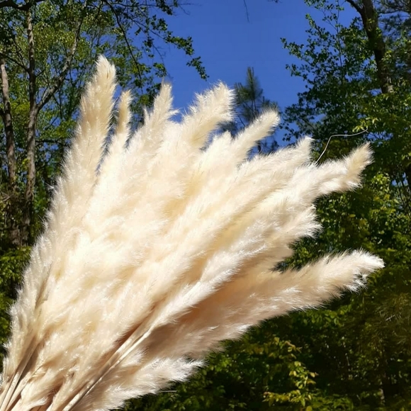 Party Flowers !!40 Stems Pampas Grass 17 Inch! Beach Wedding Centerpiece Flowers - Picture 1 of 7